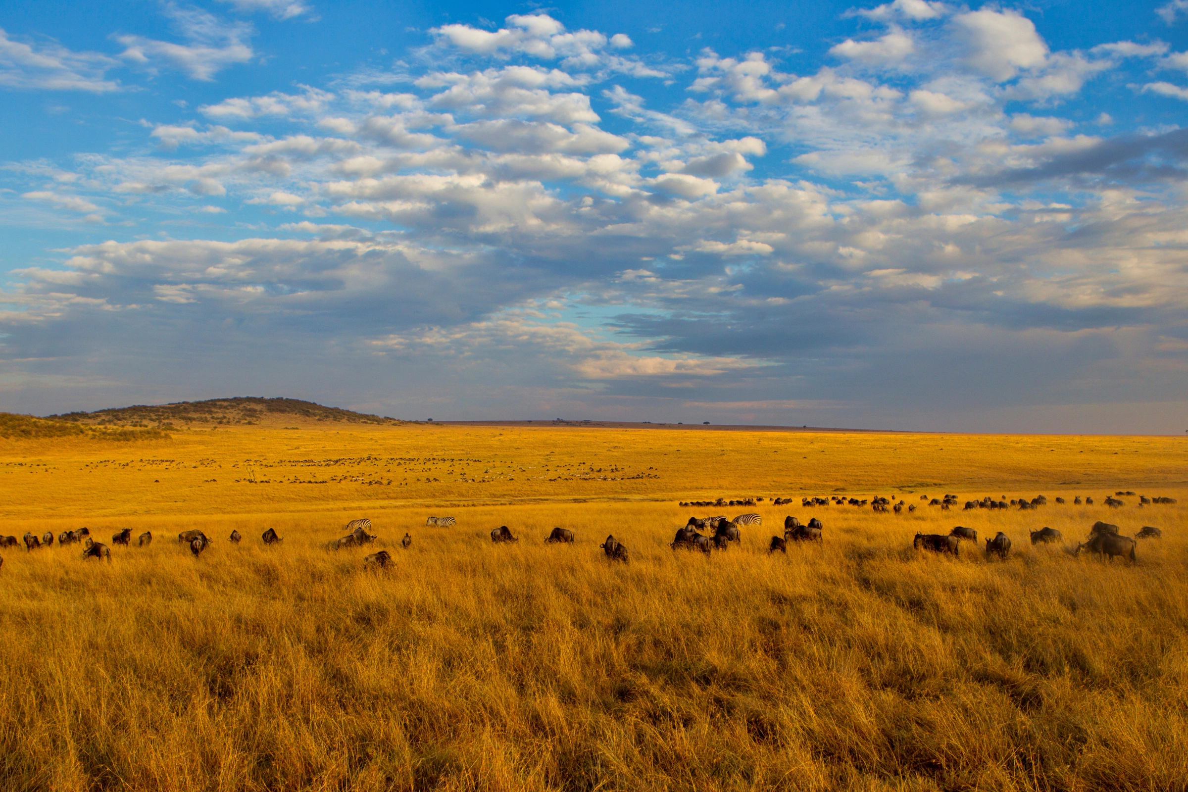 Maasai_Mara_National_Reserve[1].webp